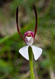 Leptoceras menziesii Hare Orchid3